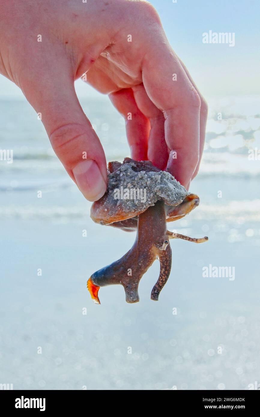 Holding a Florida Fighting Conch shell with the snail body, operculum and eyes clearly visible set against the bright shoreline behind Stock Photo