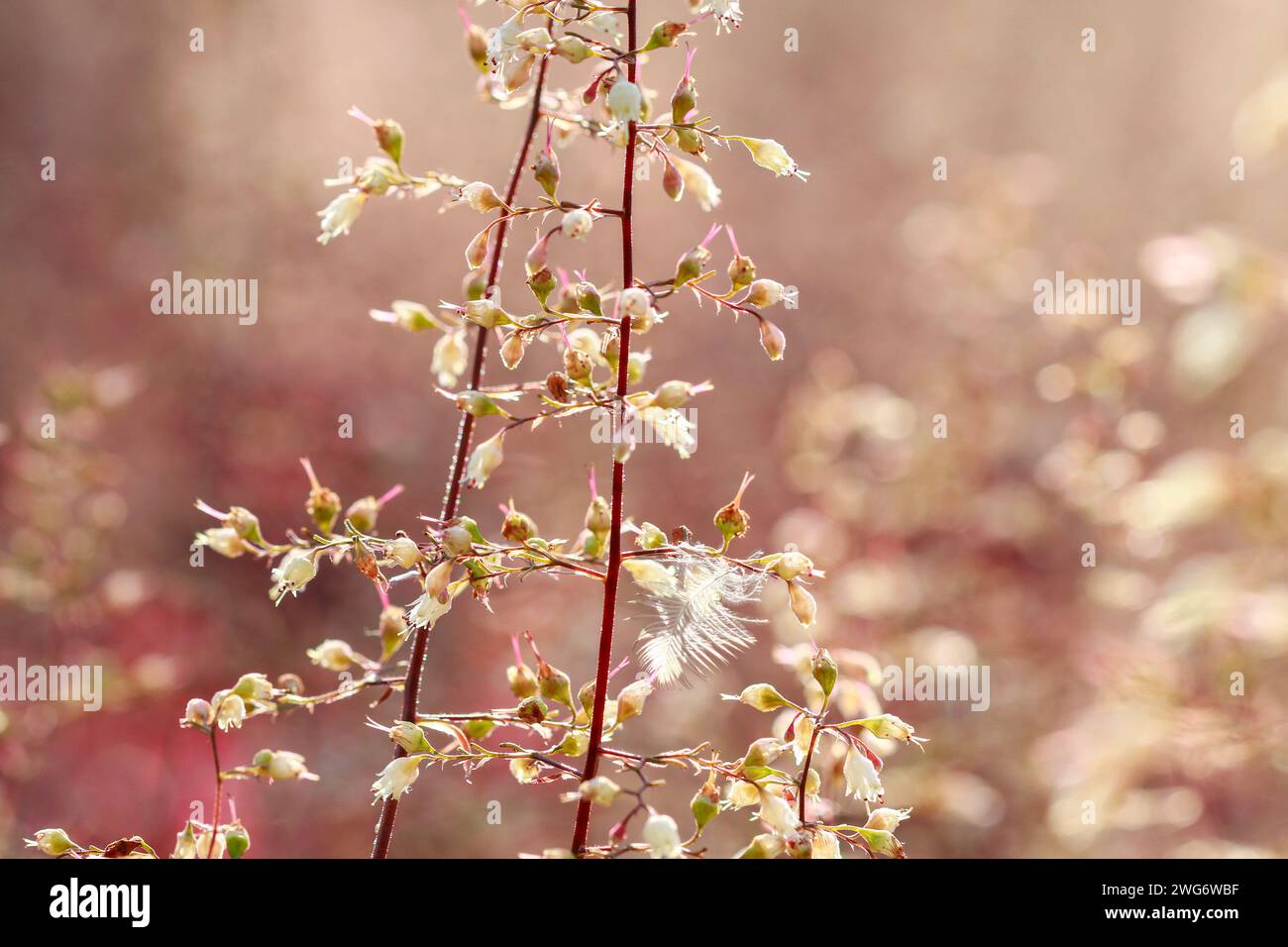 Foggy landscape. Field in morning mist - macro, details. Stock Photo