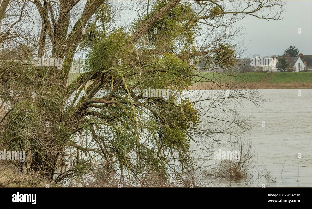 Hanging branches over river hi-res stock photography and images - Alamy