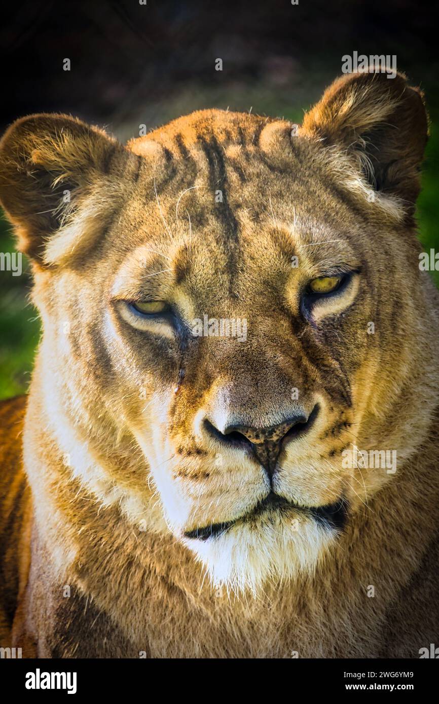 Dartmoor zoo lion hires stock photography and images Alamy