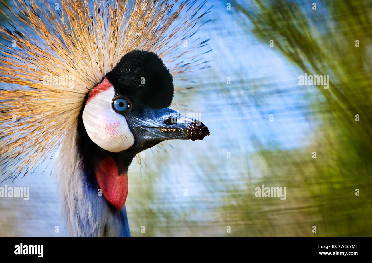 Endangered East African Grey Crowned Crane. Stock Photo