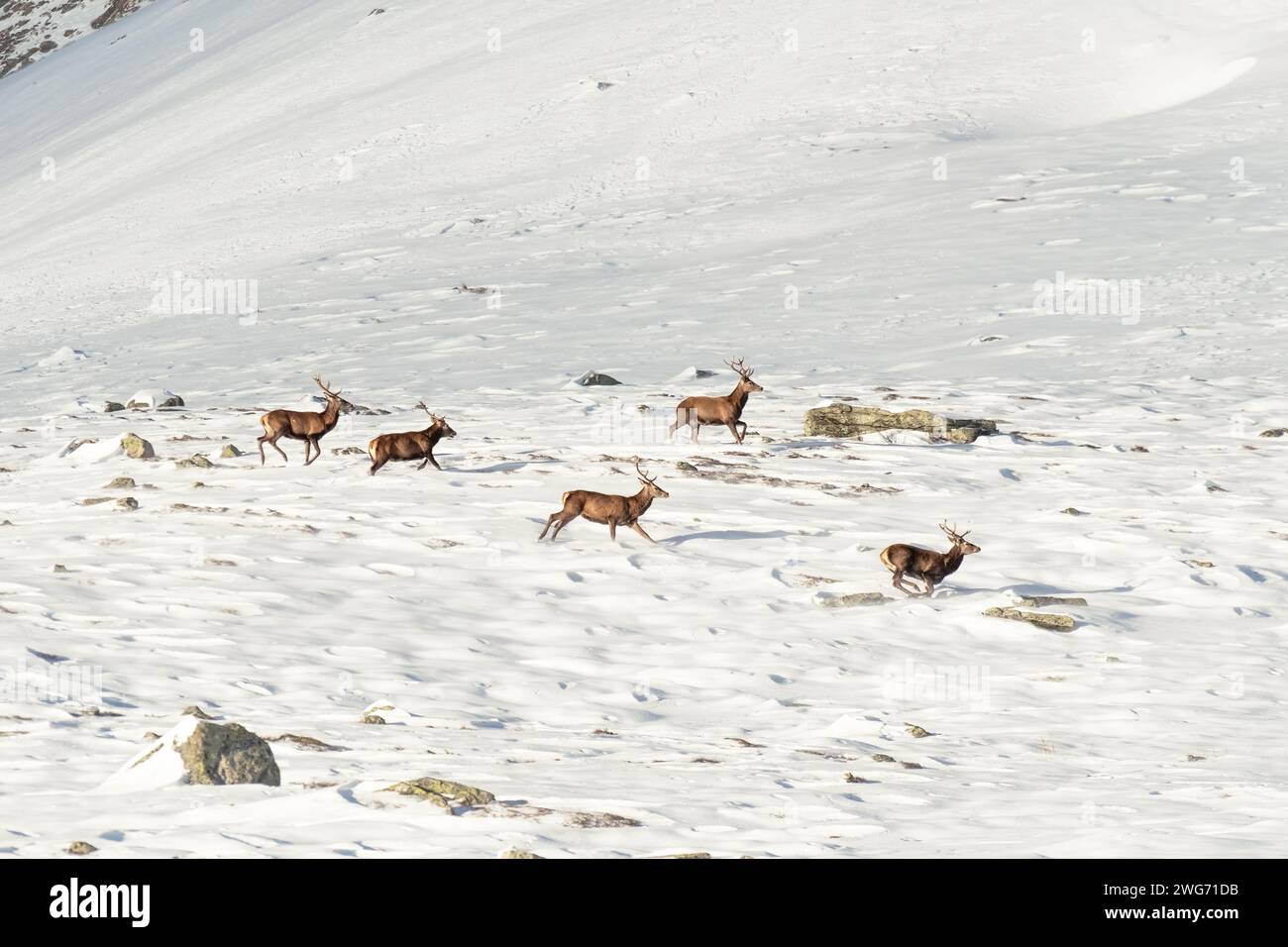 Incredibly wonderful scene of a herd of Red deer stags (Cervus elaphus) running in deep snow in a winter alpine landscape with wide snowy meadow, Alps Stock Photo