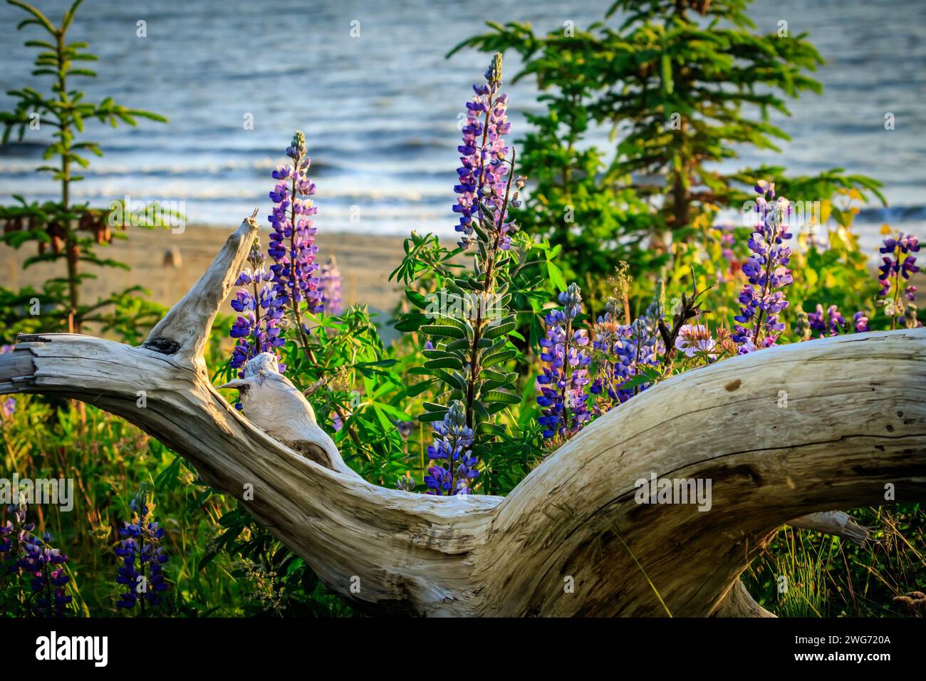 Driftwood and Flowers on the beach, Soldotna, Alaska Stock Photo Alamy