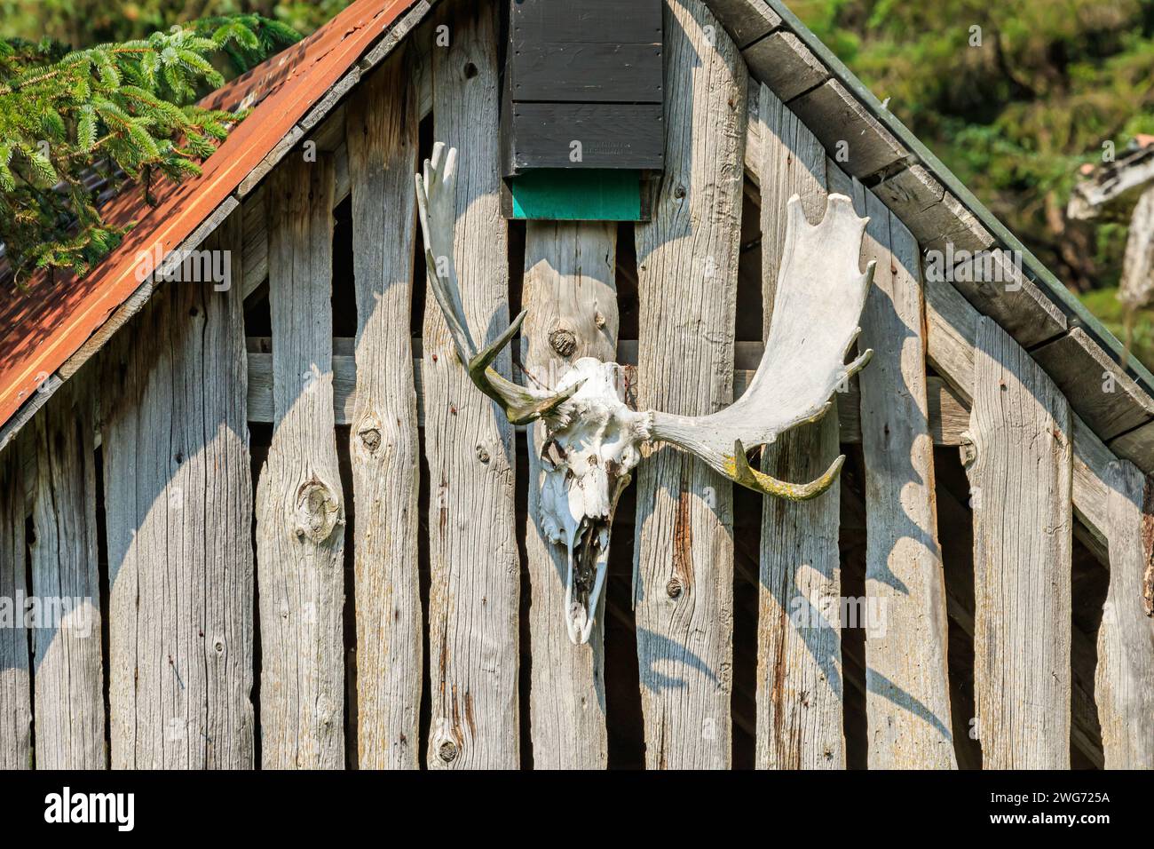 Medium Moose Racks Crow creek mining camp girdwood hi-res stock photography and images - Alamy