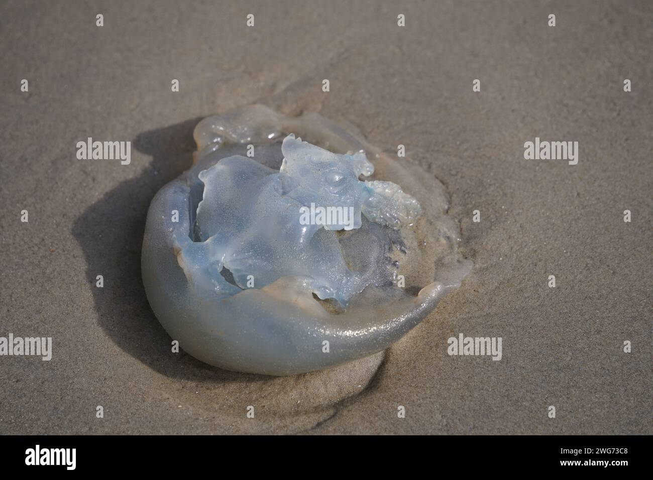 Dead blue cabbage bleb on the wet beach of Borkum in autumn Stock Photo