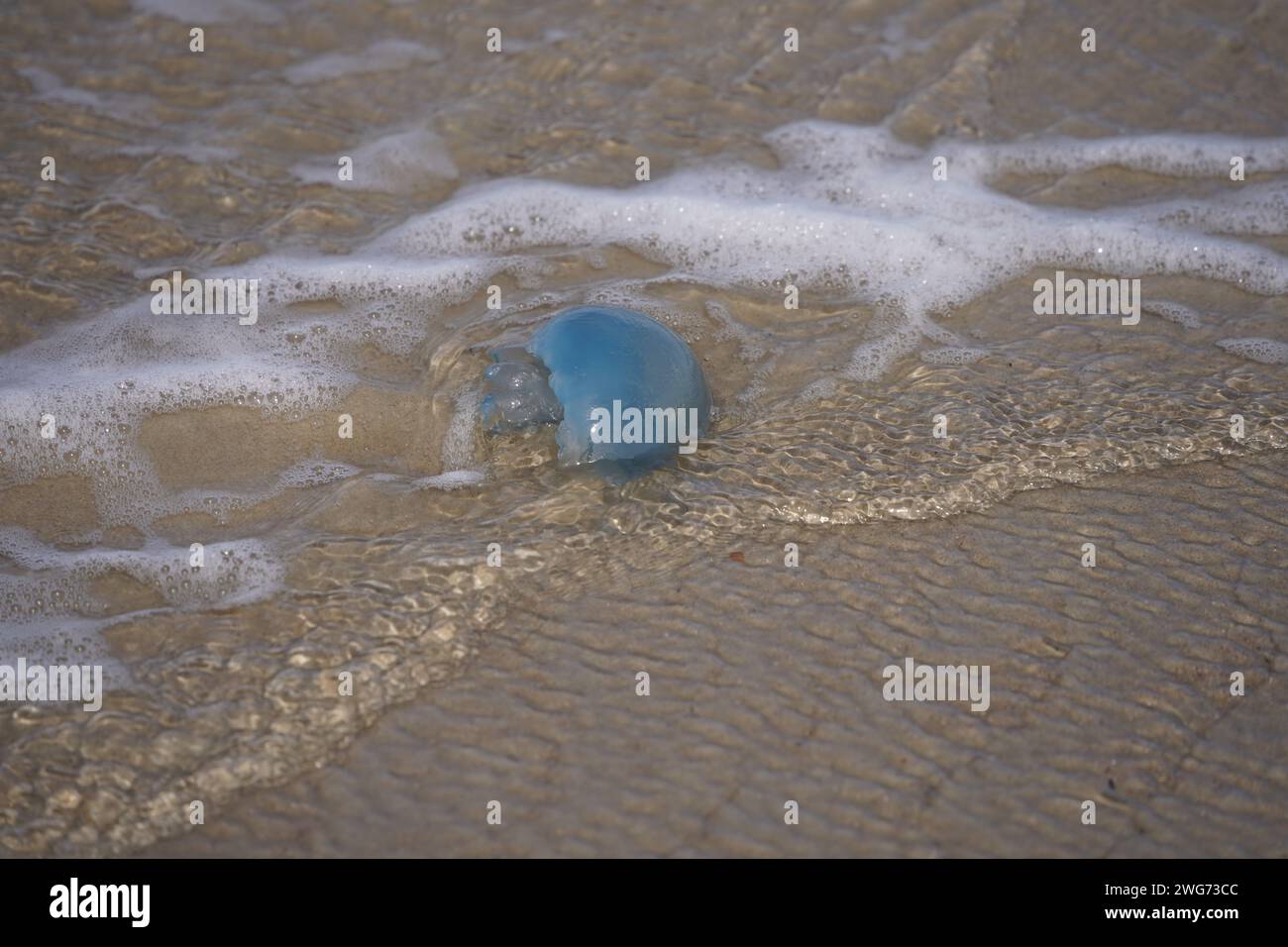 Dead blue cabbage bleb on the wet beach of Borkum in autumn Stock Photo