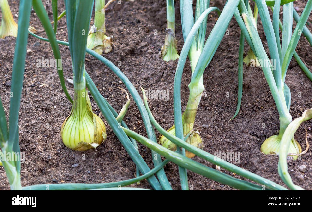 Onion plants growing on field, close up. Onion bulbs in soil, plantation. Stock Photo