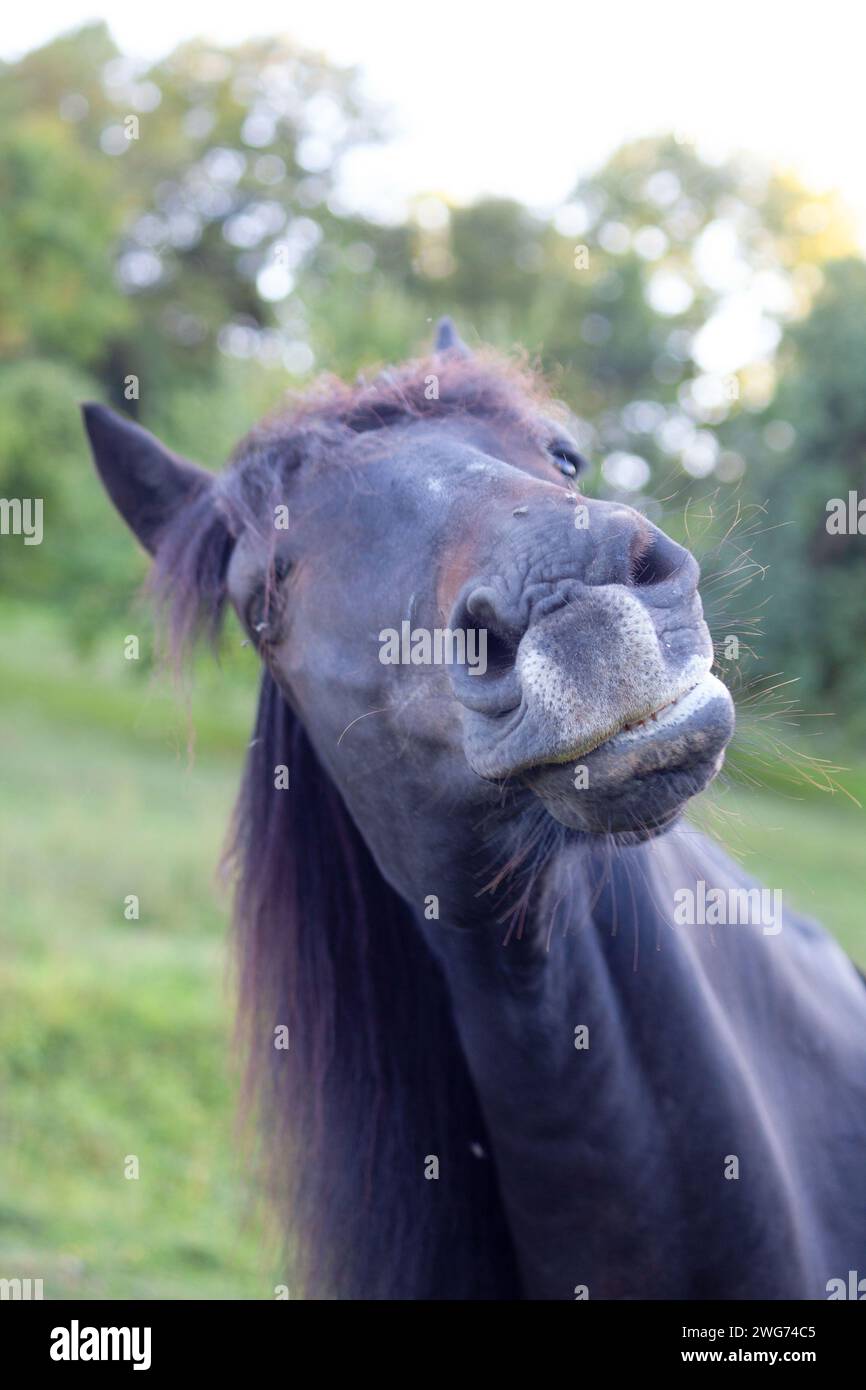 allergic horse sneeze and snort reaction to pollen Stock Photo Alamy