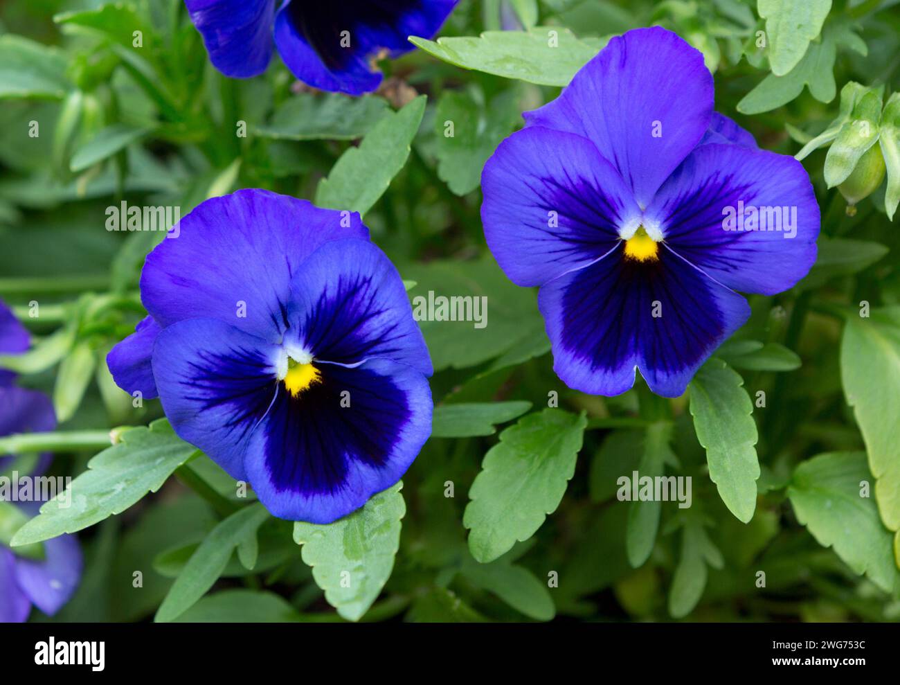 Viola garden flower. Pansy flowers in a garden close up. Spring garden viola tricolor Stock Photo