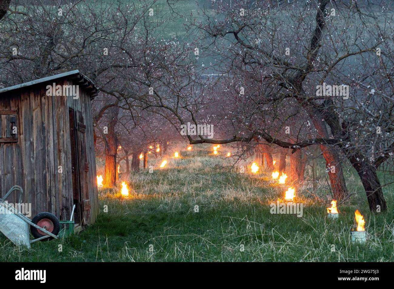 Heater Candles To Protect The Wachauer Marillenblüte From The Night Frost, NÖ, Austria Stock Photo