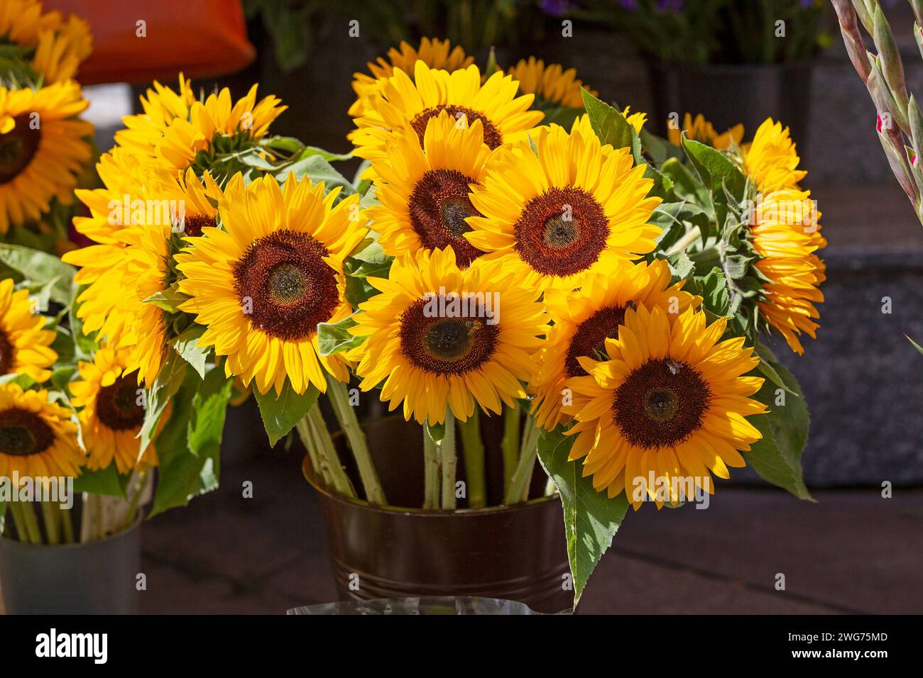 ölfrüchte hi-res stock photography and images - Alamy