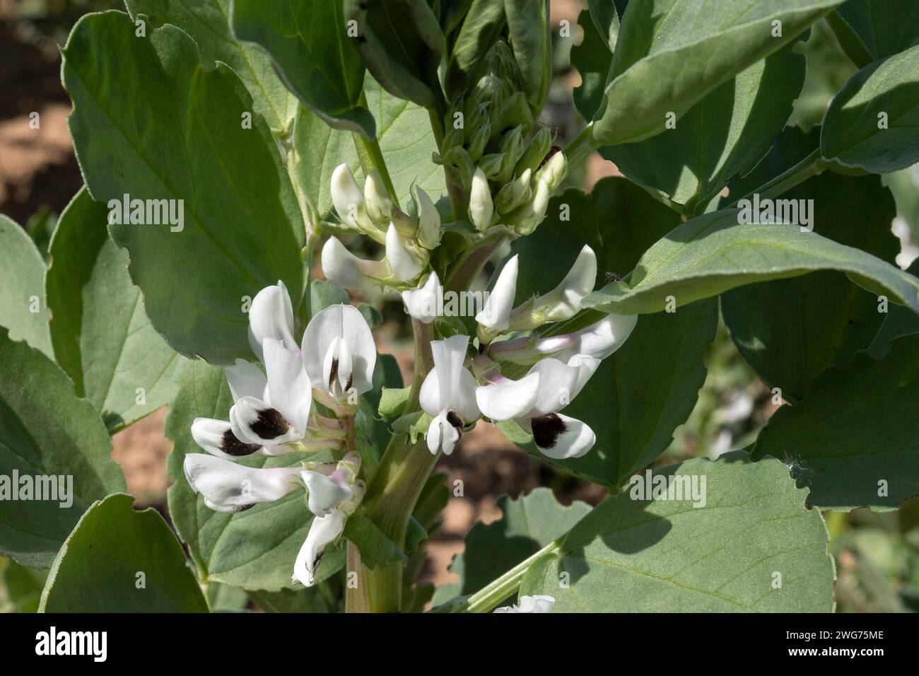 Pferdebohnenfelder hi-res stock photography and images - Alamy