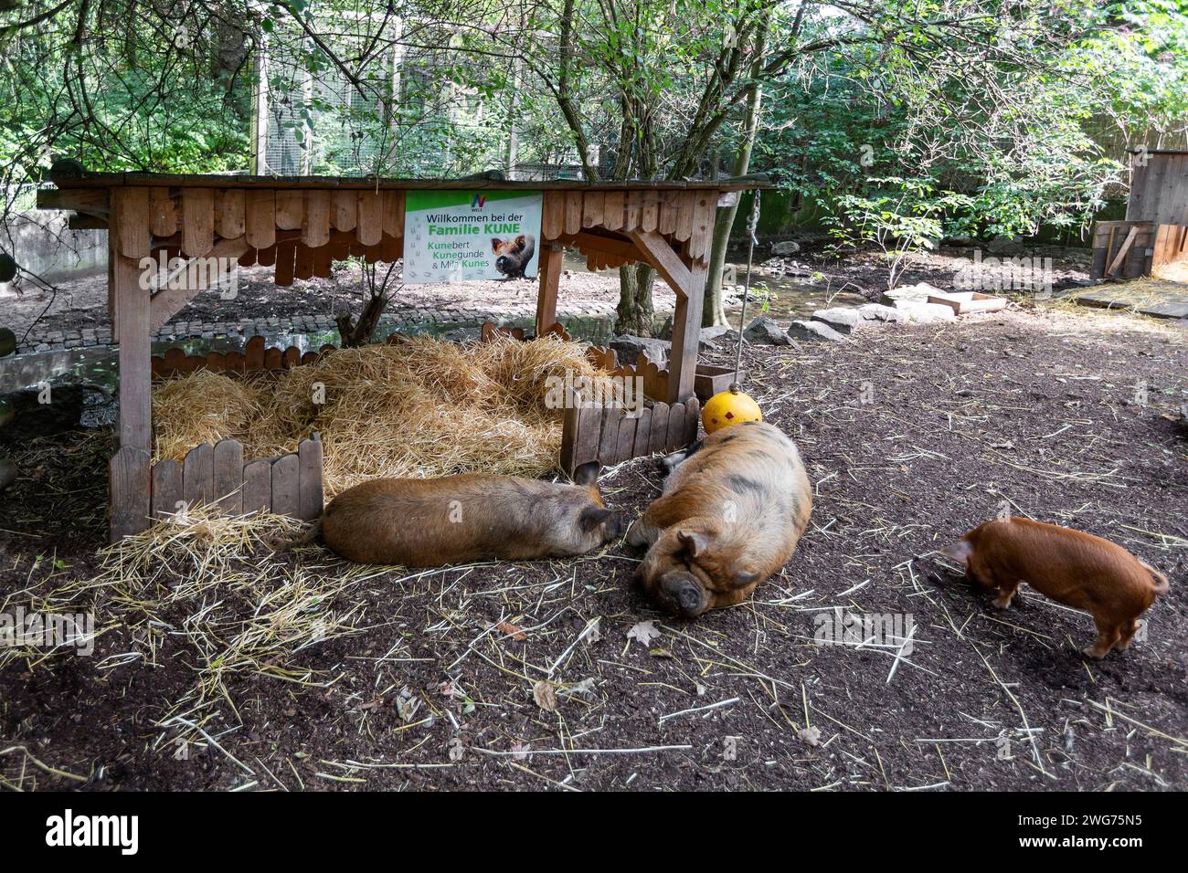 Kunekune New Zealand Schweinerasse In The Tiergarten Wels, OÖ, Austria Stock Photo