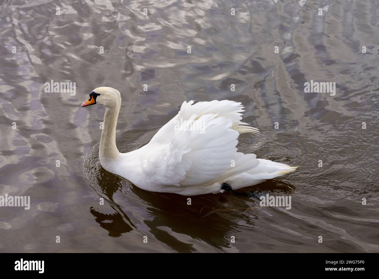 Cygnus olor Family Anatidae Genus Cygnus Mute swan wild nature bird