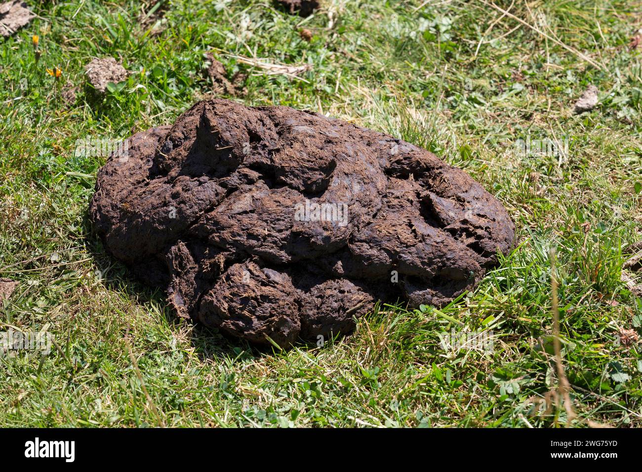 Cow Loaf, Cow Dung Stock Photo - Alamy