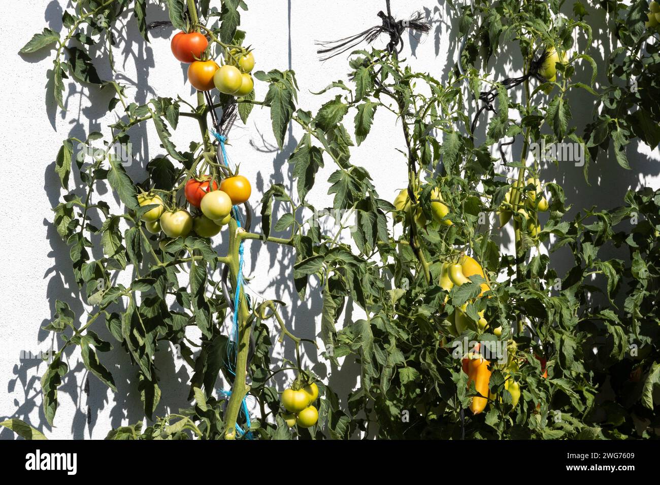 Tomatoes, Paradise Stock Photo