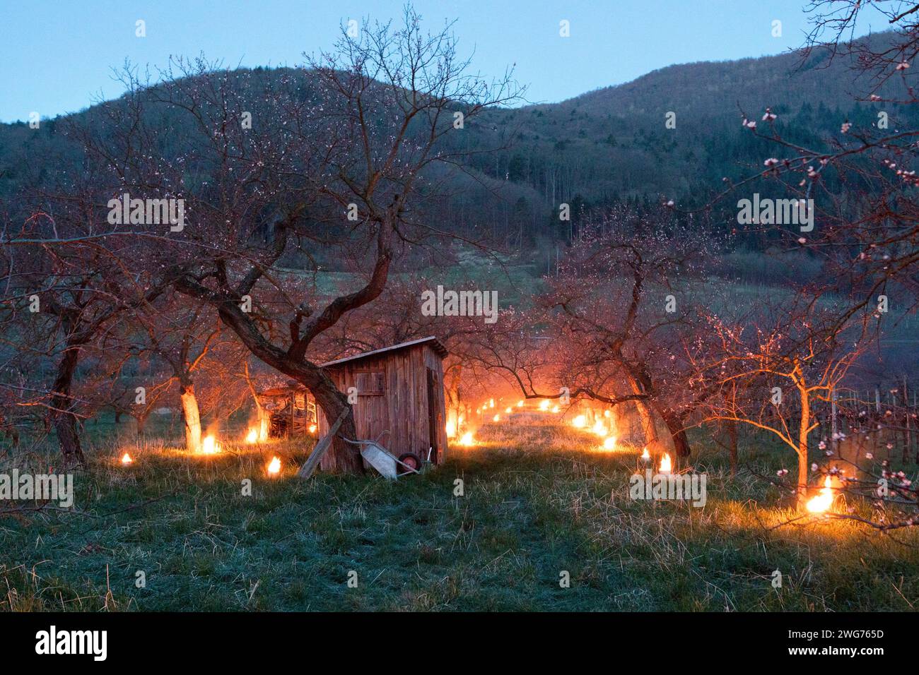 Heater Candles To Protect The Wachauer Marillenblüte From The Night Frost, NÖ, Austria Stock Photo
