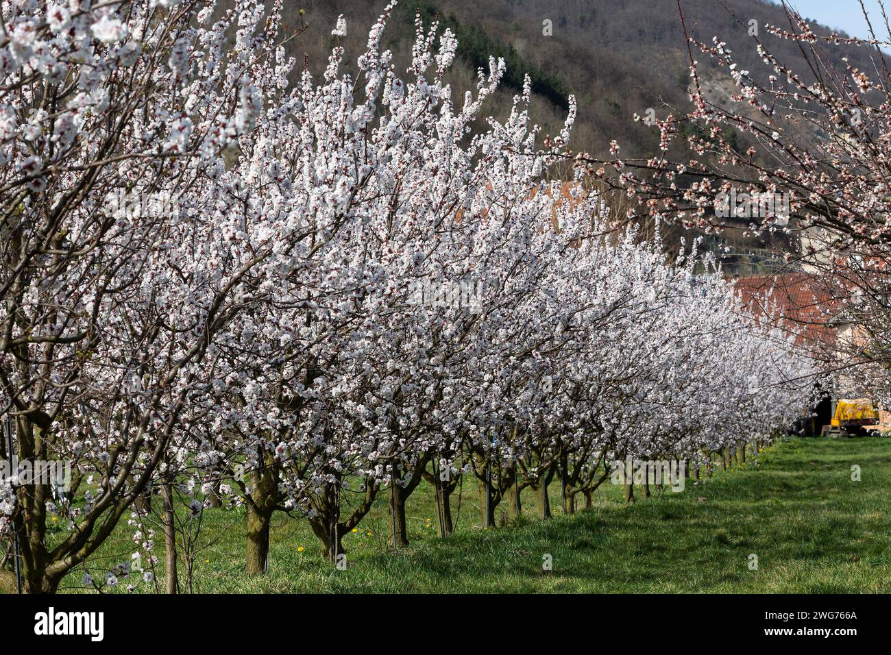 Marillenblüte In Schwallenbach In The Wachau NÖ, Austria Stock Photo