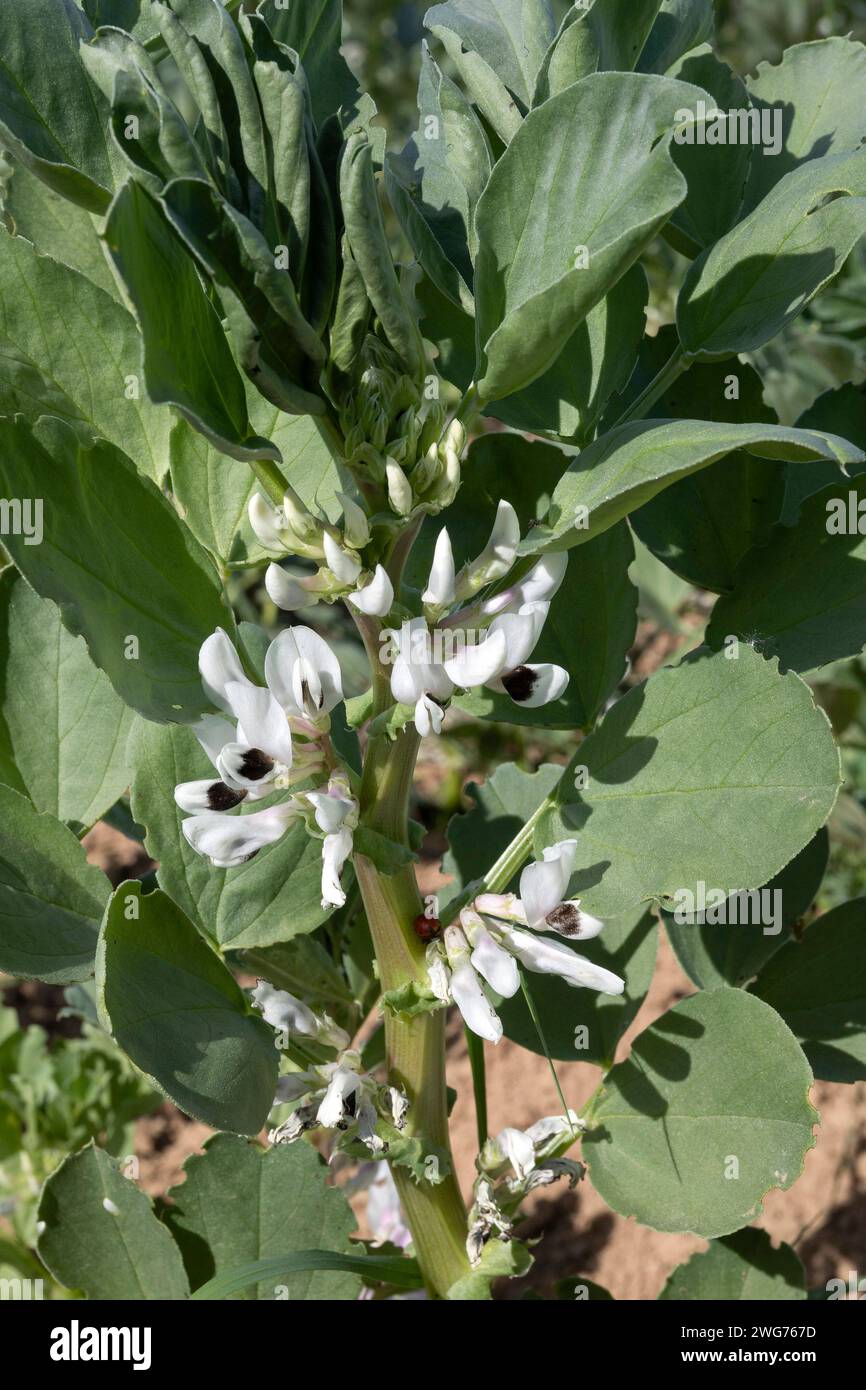 Bean Blossom, Field Bean Blossom Stock Photo