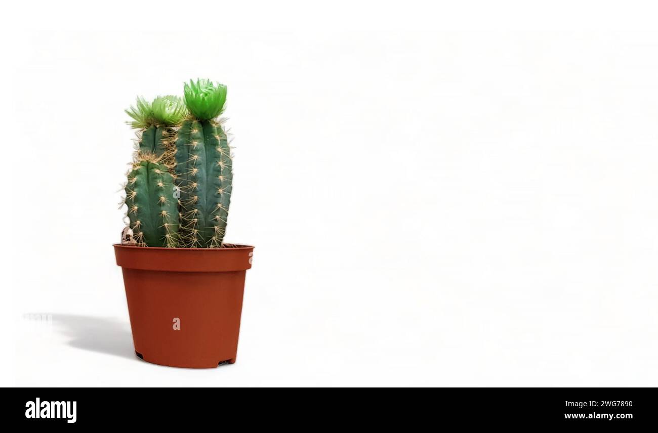 Small indoor cactus plant in a pot isolated on a white background front ...