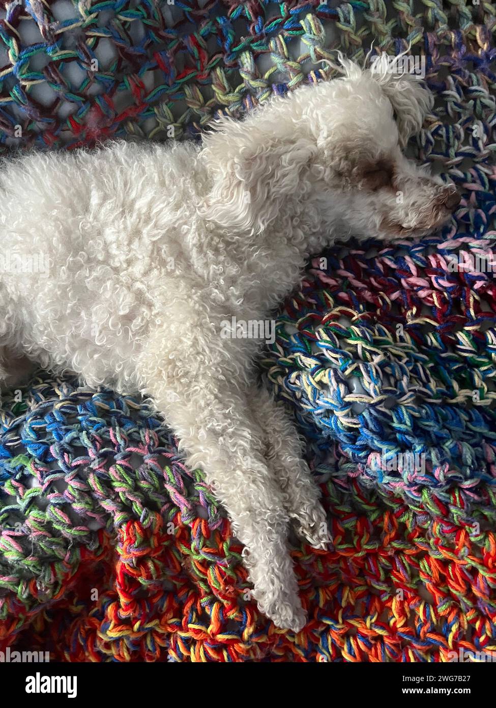 Relaxed dog sleeping peacefully on his masters bed quilt. Stock Photo
