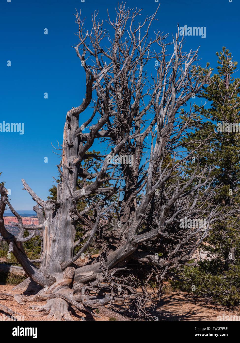 USA, State of Utah. Kane County. Bryce Canyon National Park. Rainbow Point. Along the Bristlecone Loop. This this pine died at an age of 1,800 years. Stock Photo