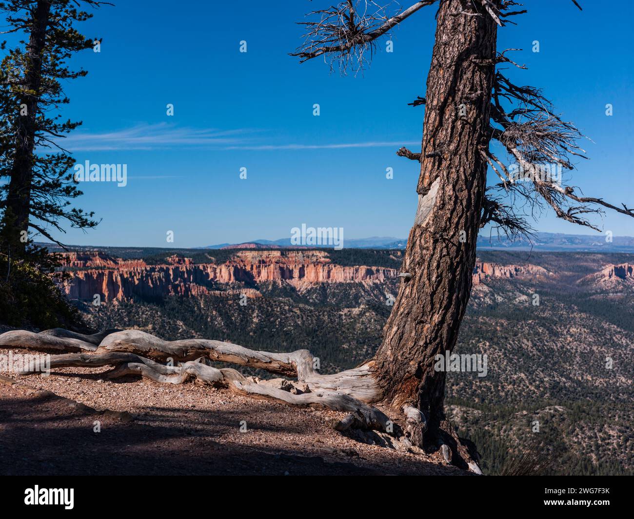 USA, State of Utah. Kane County. Bryce Canyon National Park. Rainbow Point. Along the Bristlecone Loop. The Bristlecone Loop is accessible from Rainbo Stock Photo