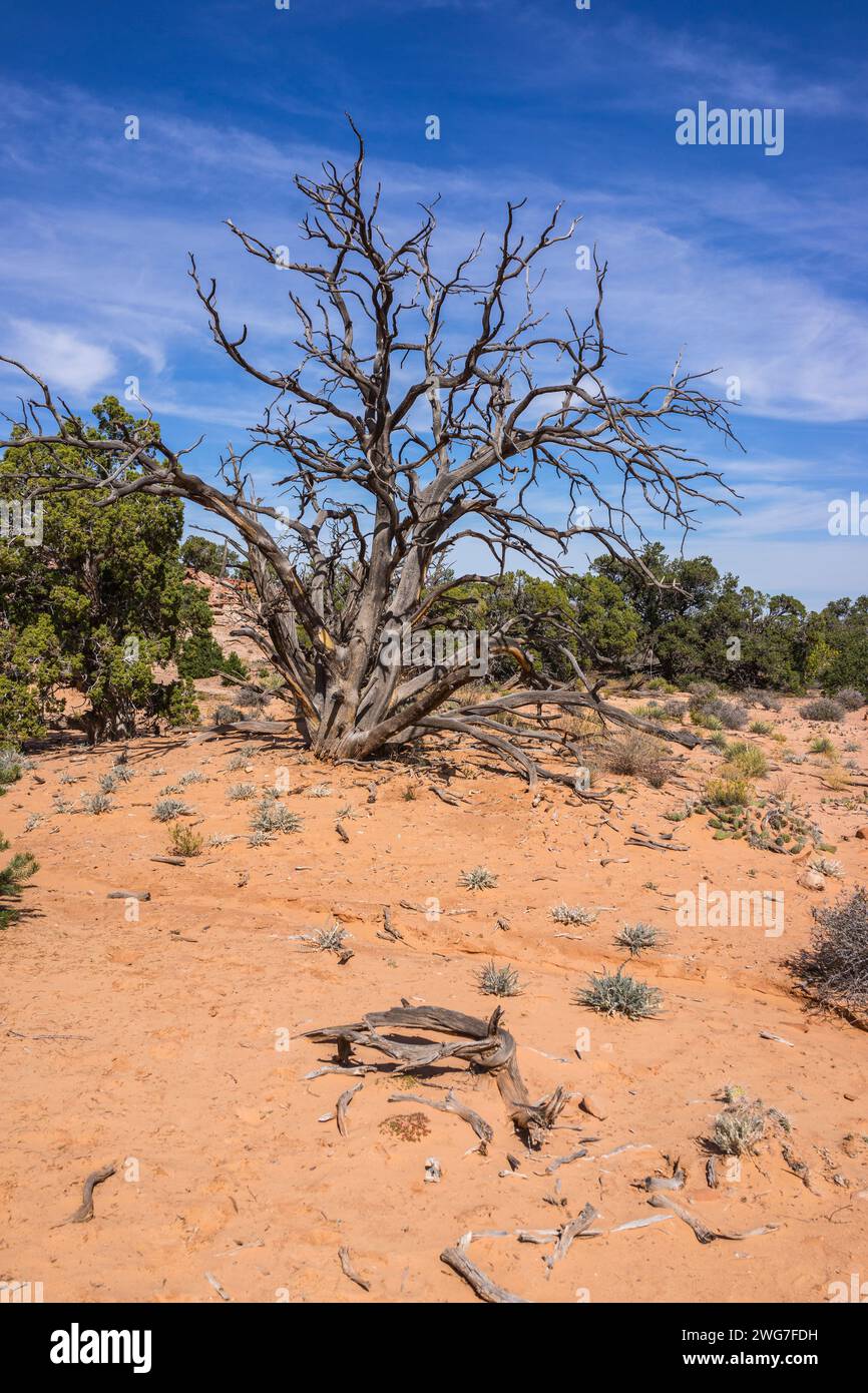 Canyonlands vegetation hi-res stock photography and images - Alamy