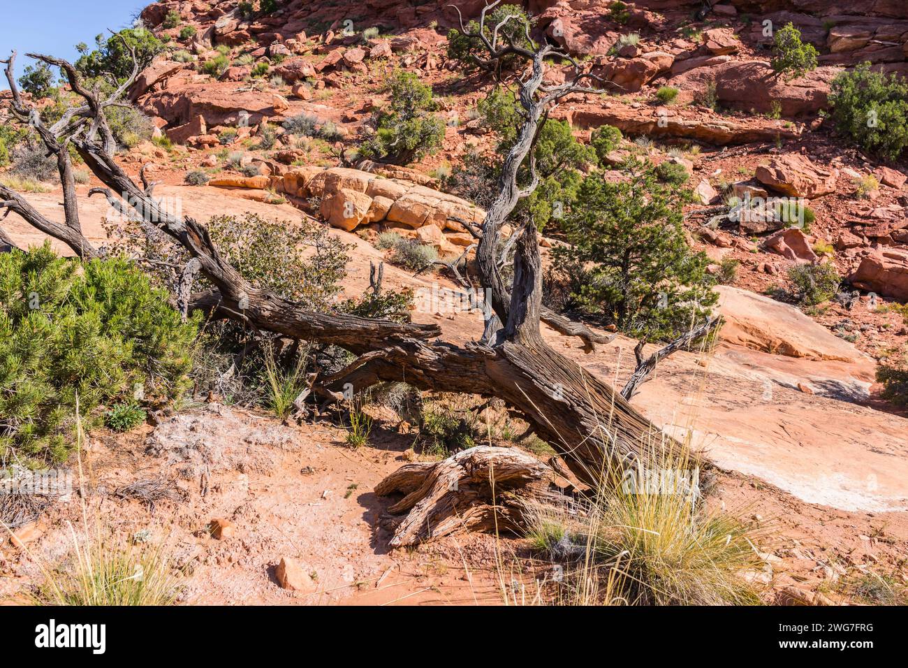 United States. Utah. Canyonlands National Park. 