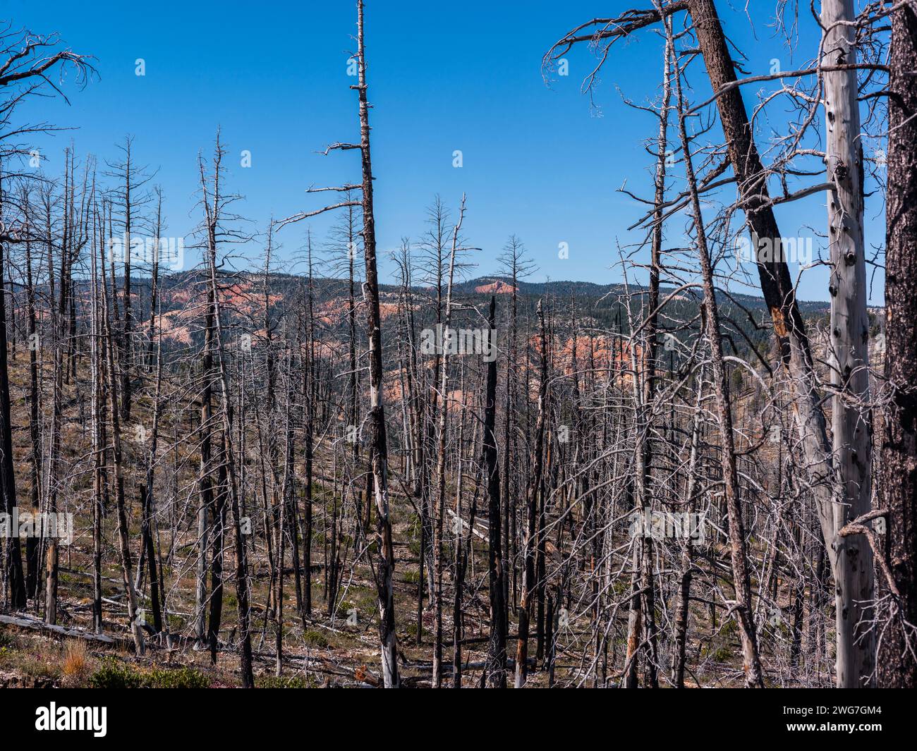 USA, State of Utah. Garfield County. Forest after a fire near the Brice Canyon. Stock Photo