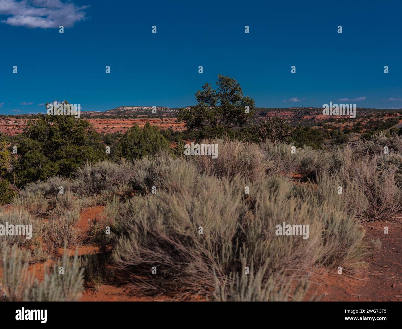 USA, State of Utah. Garfield County. Along the Burr Trail Road near Boulder, with pinyon pines, junipers (Juniperus osteosperma), and sagebrush (Artem Stock Photo