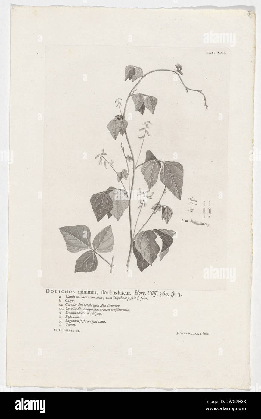 Rhynchosia Minima, Jan Wandelaar, After Georg Dionys Ehret, 1738 print At the top right marked: Tab: XXI. Warm paper etching / letterpress printing plants and herbs. flowers Stock Photo