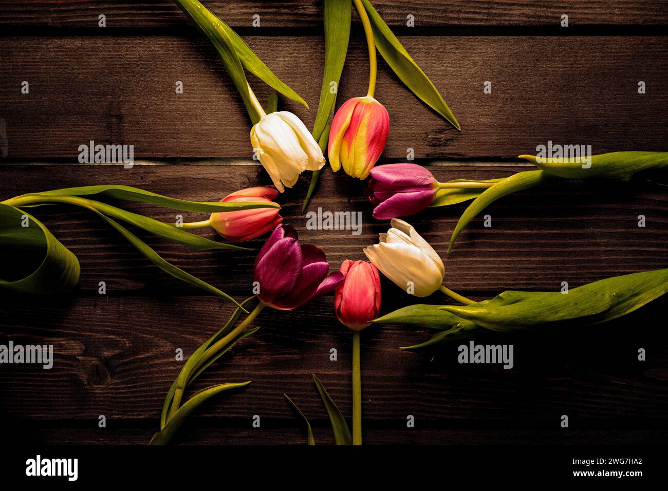Rustic still life of tulips Stock Photo - Alamy