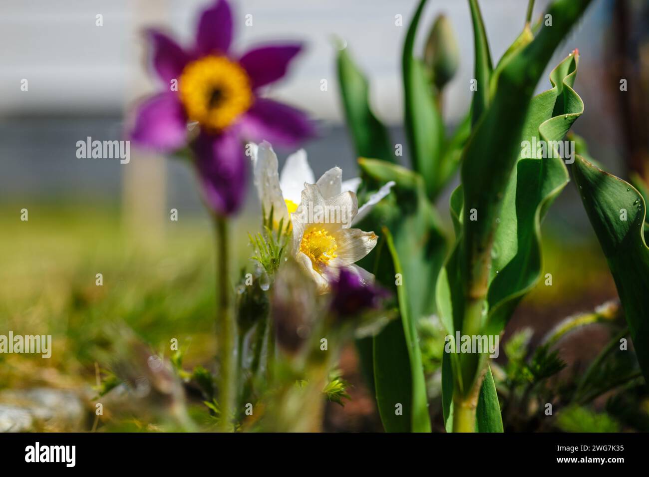 decorative blooming first spring flowers with fluffy hairy inflorescences . Pulsatilla vulgaris Alba. Stock Photo