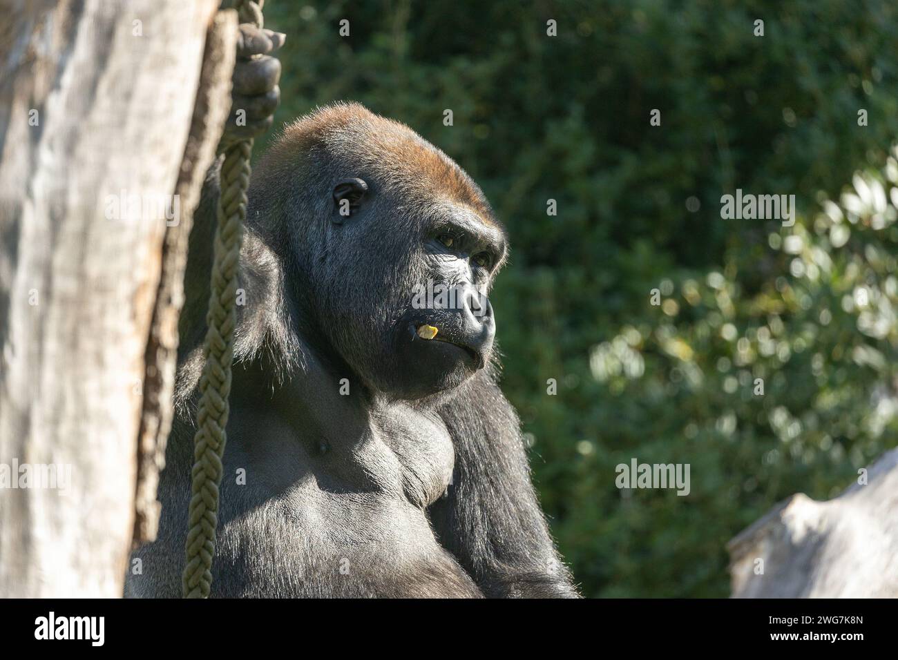 Majestic Western Lowland Gorilla, Gorilla gorilla gorilla, roaming the lush jungles of Central Africa, portraying strength and familial bonds. Stock Photo