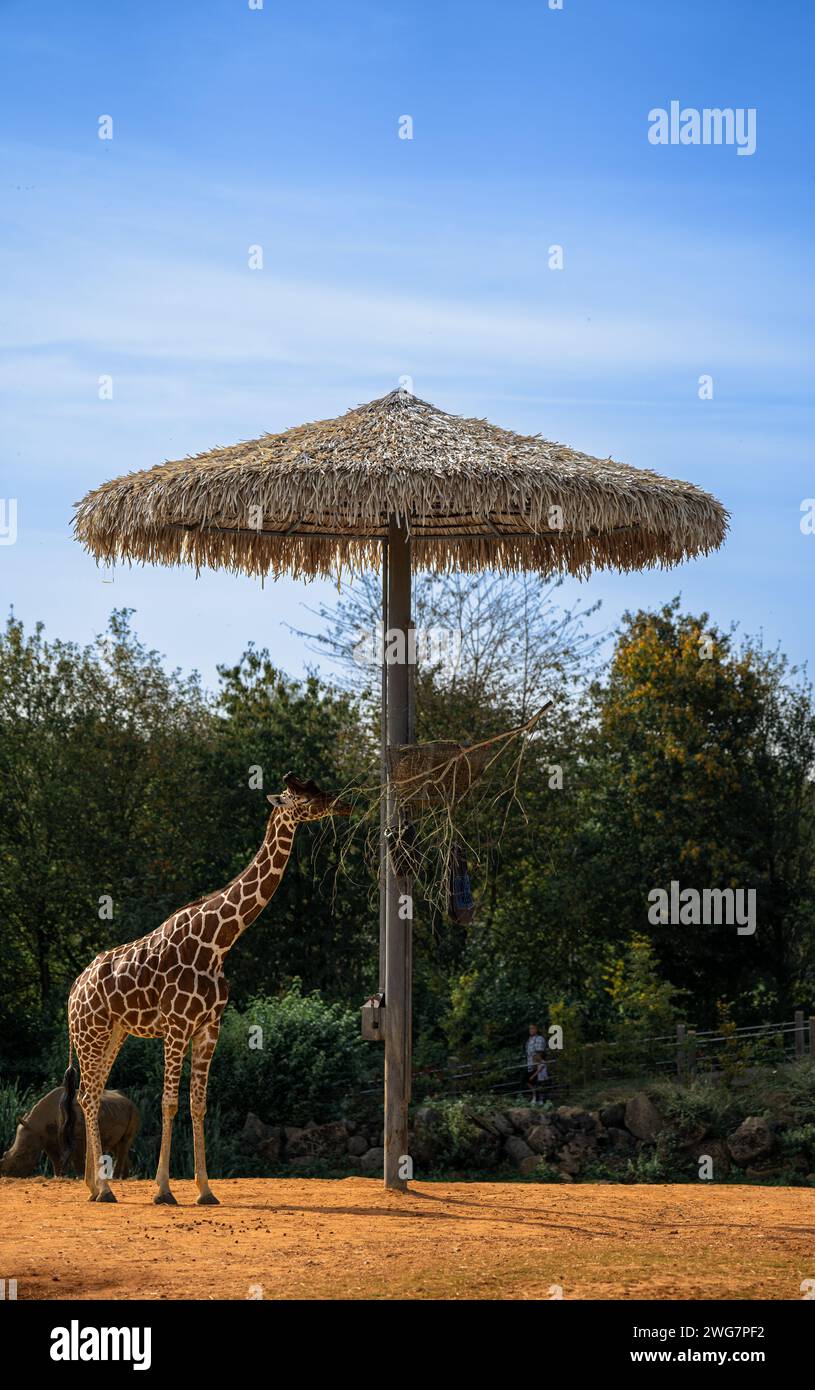 Giraffe zookeeper hi-res stock photography and images - Alamy