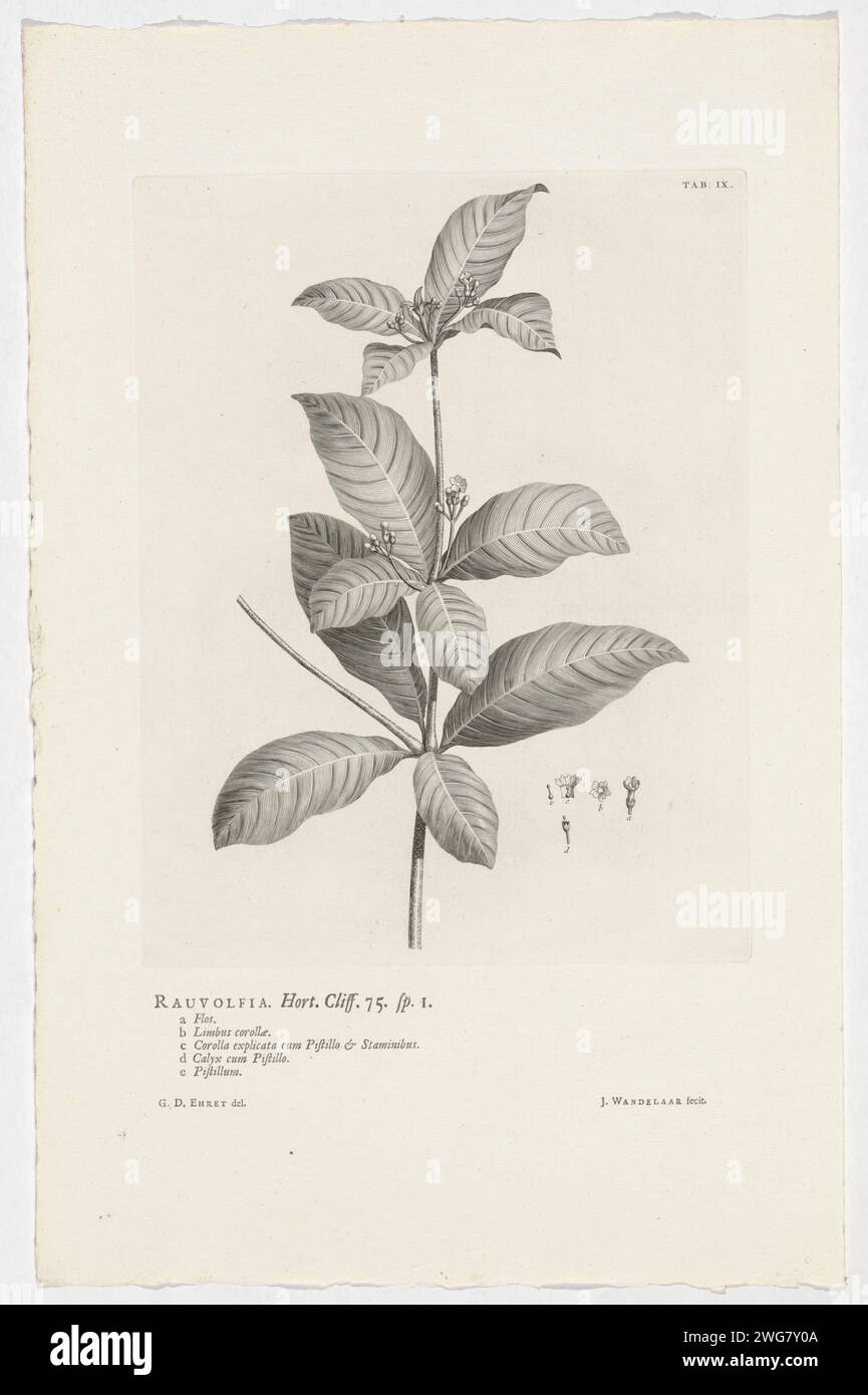 Rauvolfia Tetraphylla, Jan Wandelar, After Georg Dionys Ehret, print At the top right marked: Tab: IX. Warm paper etching / letterpress printing plants and herbs. flowers Stock Photo