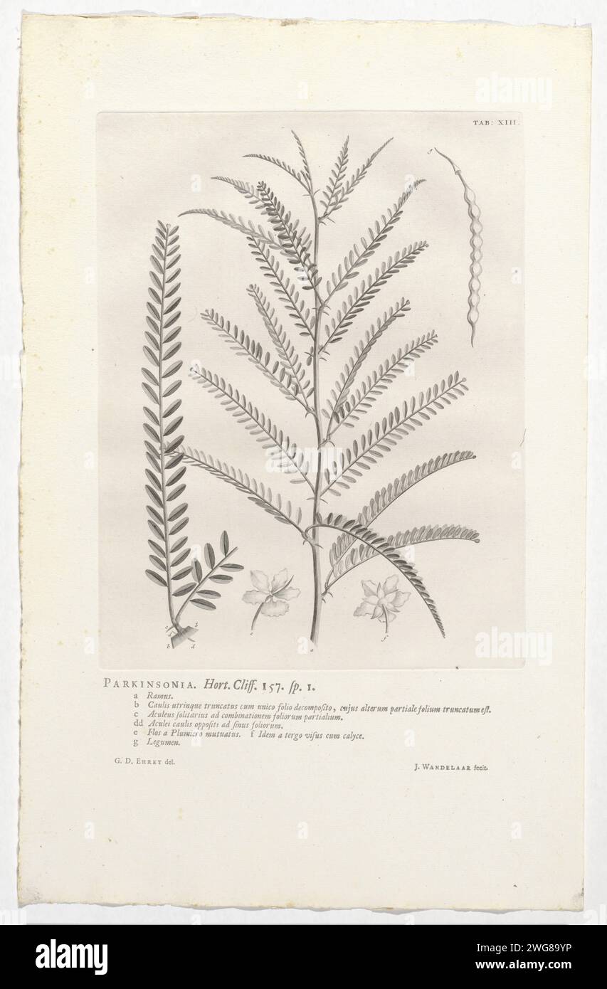 Parkinsonia Aculeata, Jan Wandelar, after Georg Dionys Ehret, print At the top right marked: tab: XIII. Warm paper etching / letterpress printing plants and herbs. flowers Stock Photo