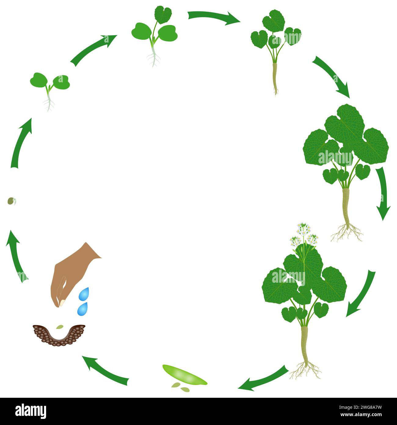 Life cycle of wasabi eutrema japonica plant on a white background Stock