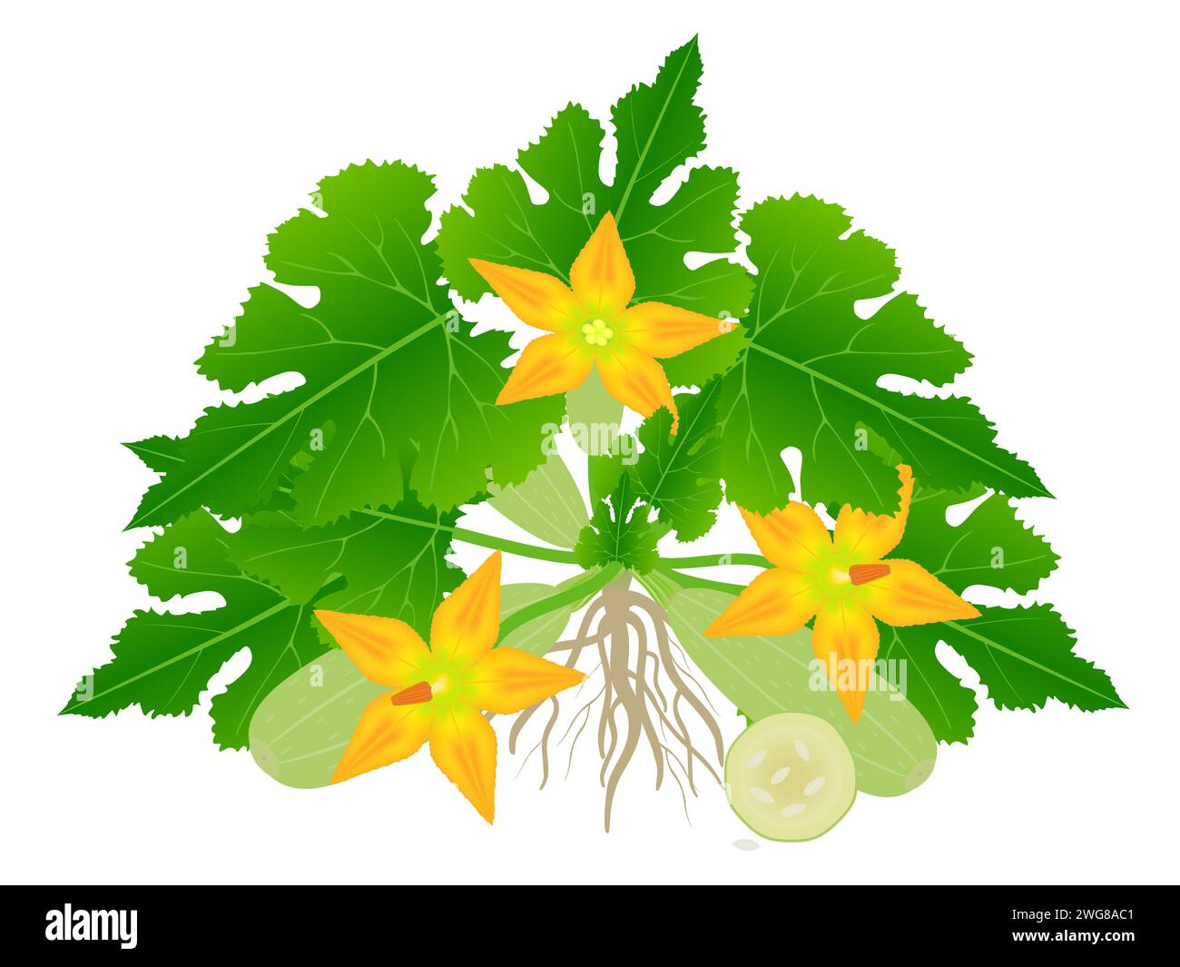 A bush of zucchini with flowers and fruits on a white background Stock