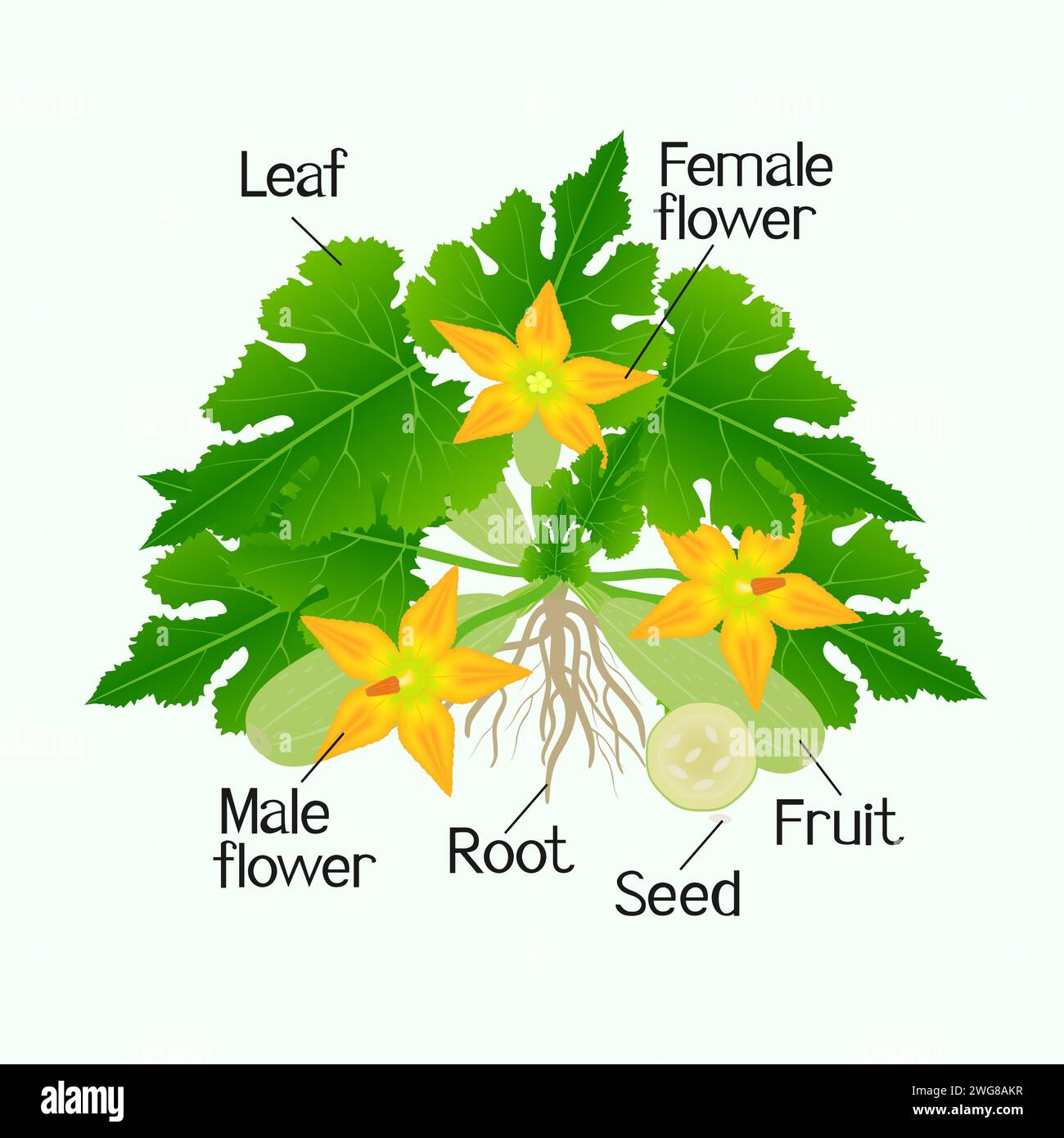 Parts of zucchini plant isolated on green background Stock Vector Image