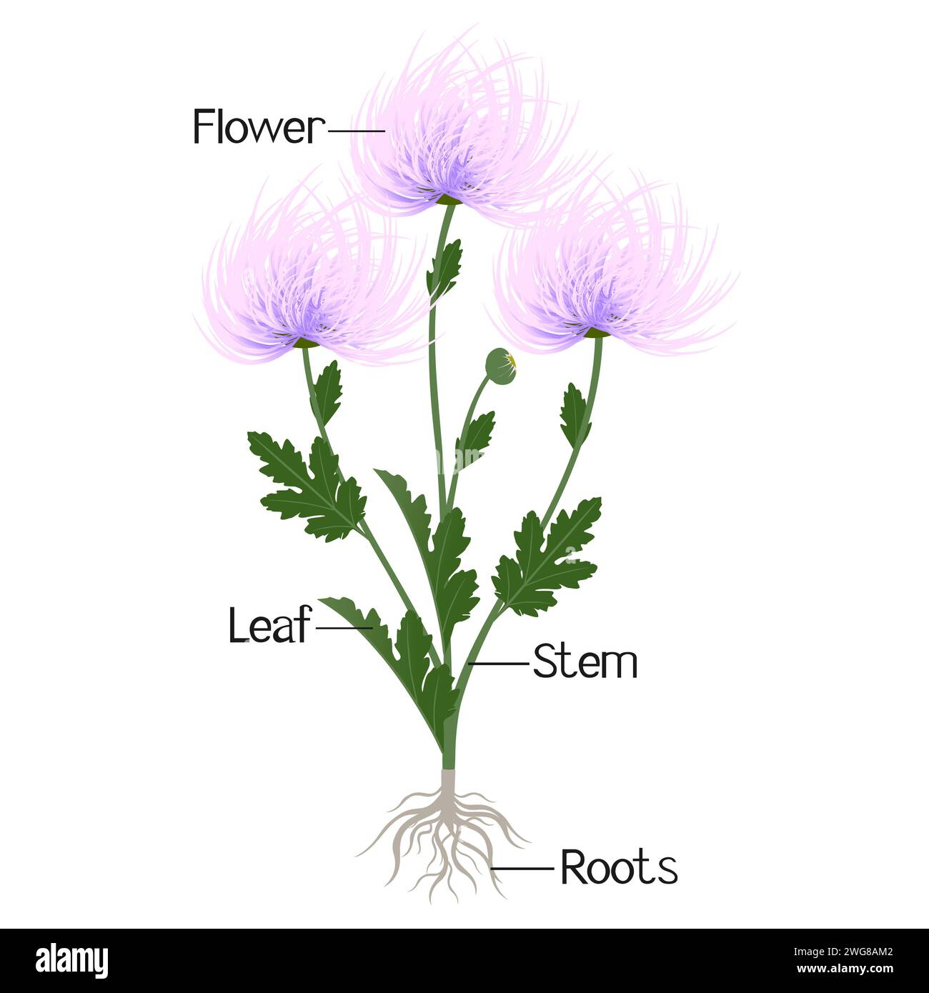 Parts of a needle chrysanthemum plant isolated on a white background Stock Vector Image & Art