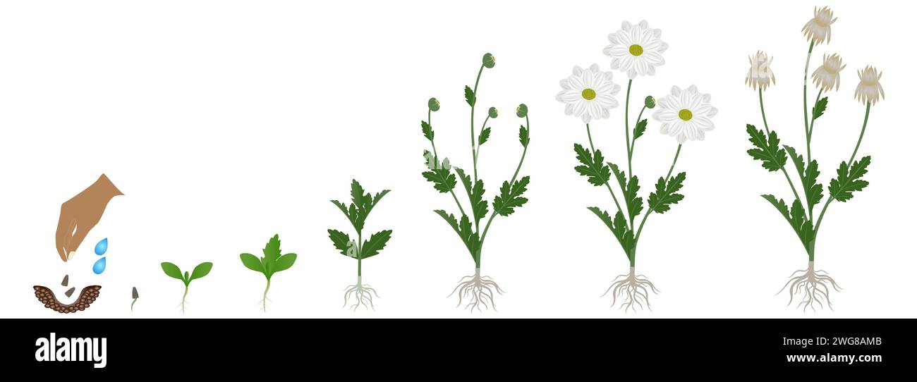 Cycle of growth of a chamomile chrysanthemums flowers isolated on a white background. Stock Vector