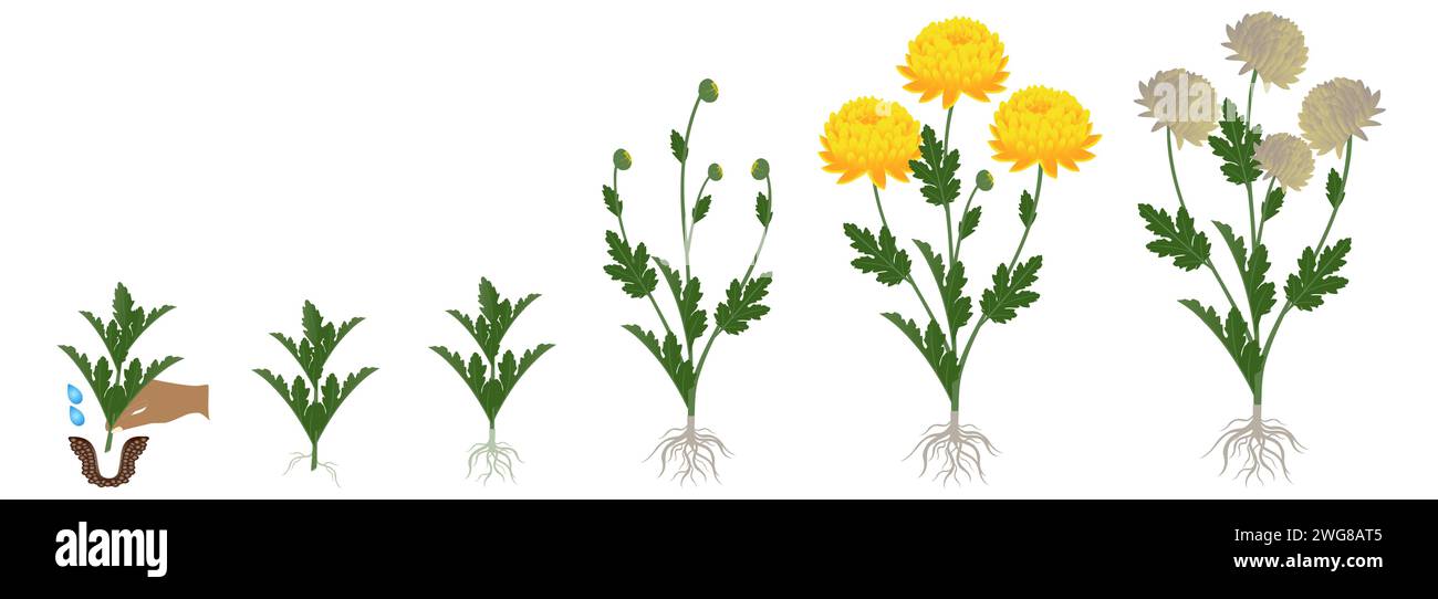 Cycle of growth of a yellow chrysanthemum flowers isolated on a white background. Stock Vector