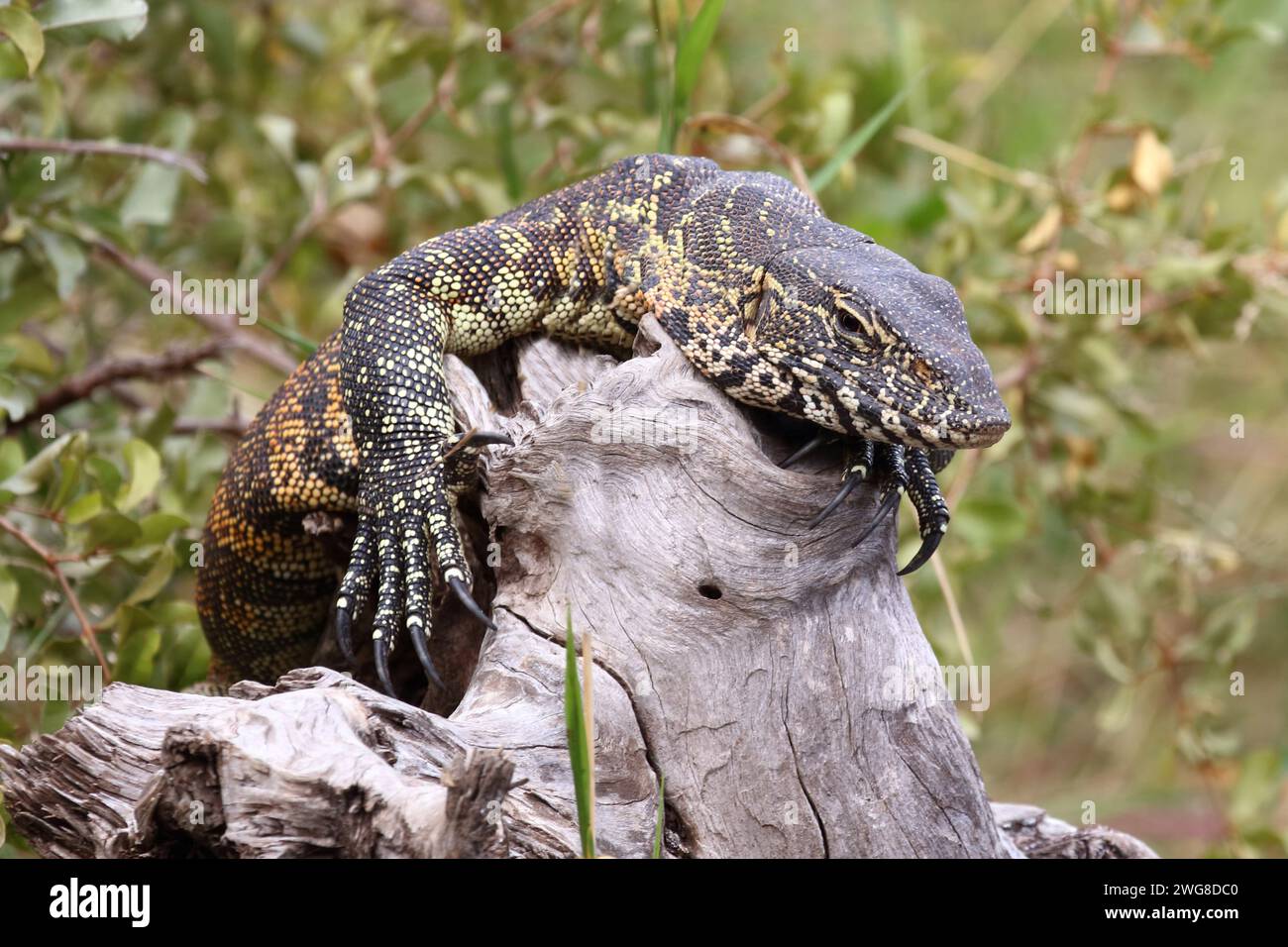 Image showcasing Nilwaran / Nile monitor / Varanus niloticus Stock Photo - Alamy