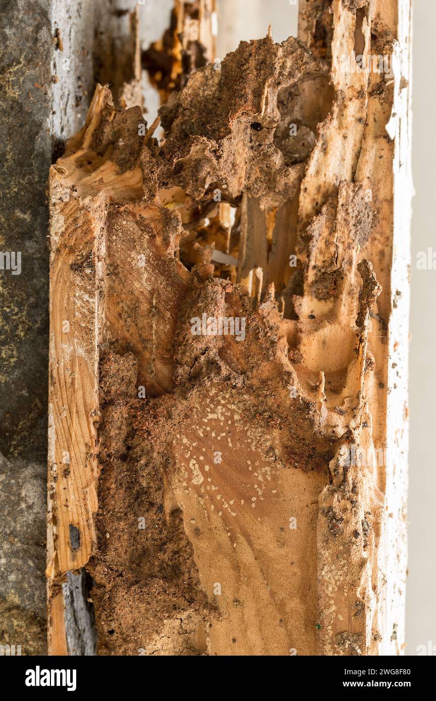 Old wooden beam affected by woodworm. Woodeating larvae of species of