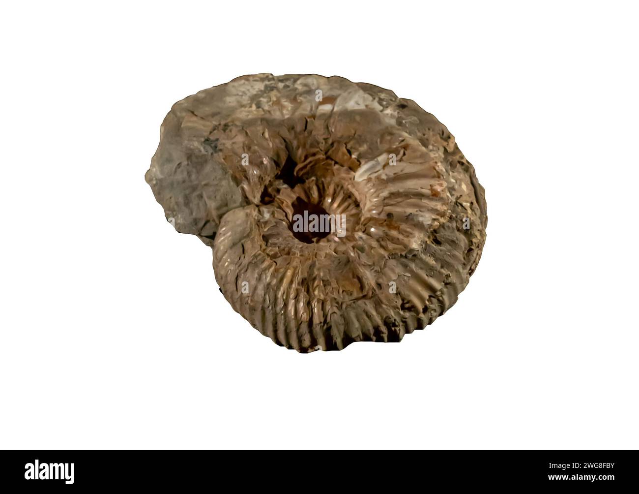 Ammonite, Ammonoidea, Ammonitoceras, a subclass of extinct mollusks, shelled cephalopods that died out about 66 million years ago  Karatau Mangystau Stock Photo