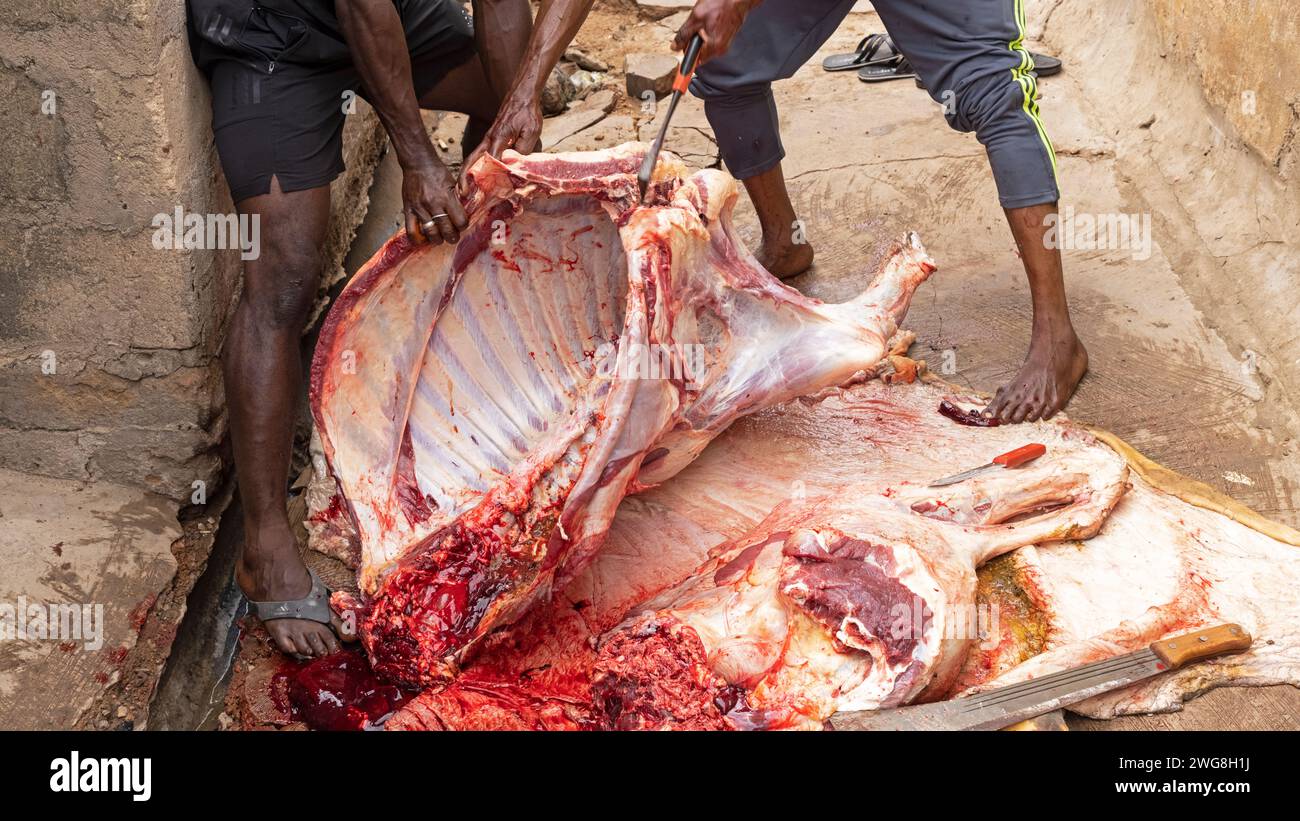 Bull beef from Accra Eid al Adha Festival of Sacrifice Muslim home. Animal sacrifice Islam holy month of Ramadan Eid ul Adha. Muslim sector of Accra. Stock Photo