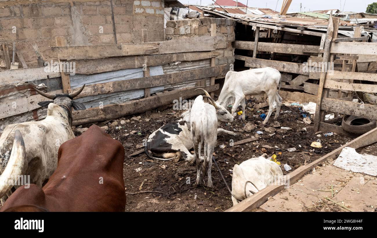 Cattle yard Muslim neighborhood Nima Accra Ghana Africa. Villages have livestock, cows goats, sheep close to homes. Extreme poverty and pollution. Stock Photo