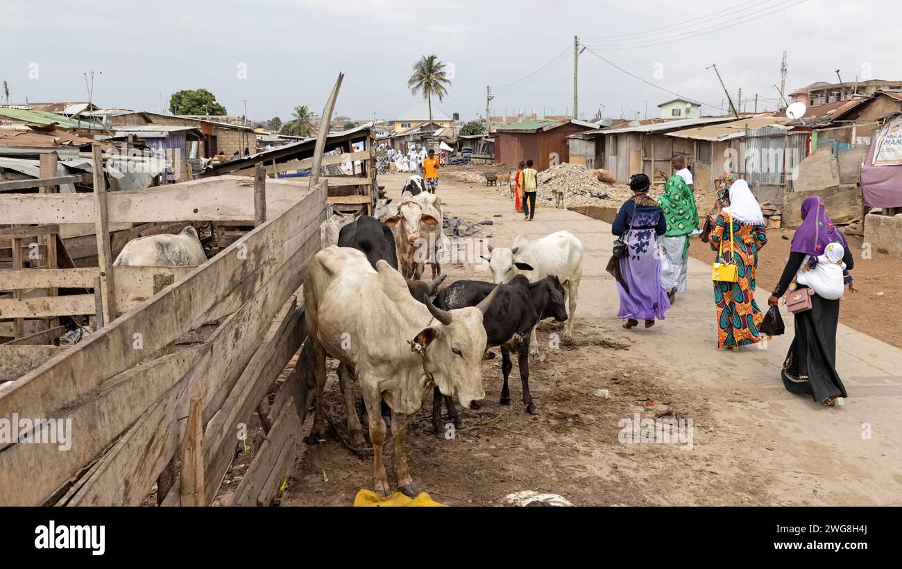 Cattle yard Nima Accra Ghana Muslim area neighborhood. Villages have livestock, cows goats, sheep close to homes. Extreme poverty and pollution. Stock Photo